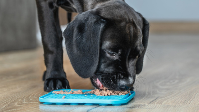 How to Choose the Right Slow Feeder Bowl for Your Dog