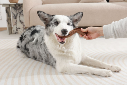 Our Favourite Eco-Friendly and Recycled Pet Toys (NZ Guide)