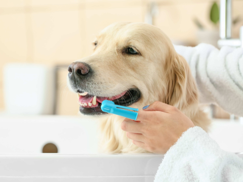 Dog Dental Wipes vs Brushing: Best Way to Clean Your Dog’s Teeth