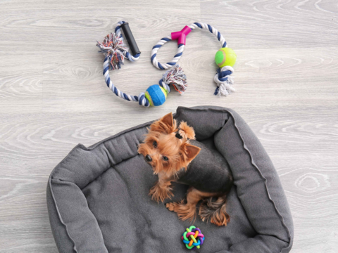 14 Rainy Day Dog Enrichment Ideas: Indoor Games & Toys for NZ Homes