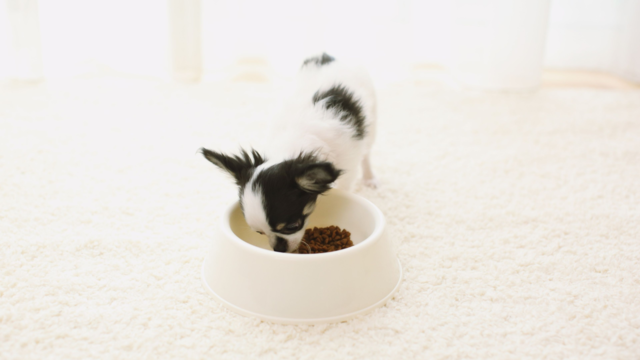 Best Dog Food for Toy Breeds 