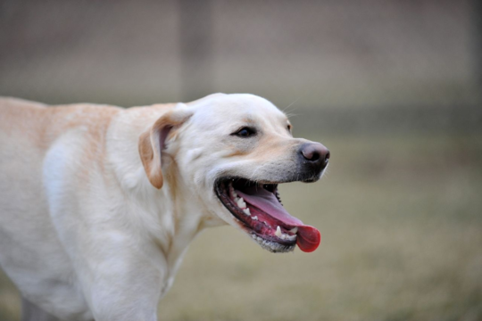 How to Groom a Labrador Retriever at Home (Step-by-Step Guide)