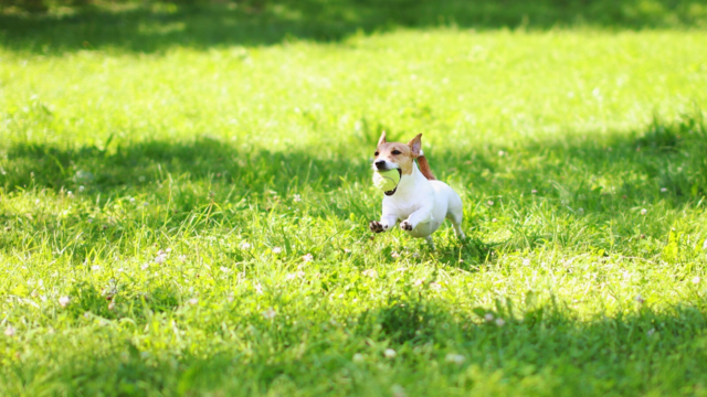 Dog Recall Training: Teach Your Dog to Come When Called