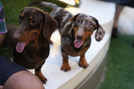 How Often Should You Feed a Dachshund? Puppy, Adult & Senior Schedule Guide