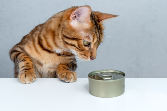 Best Wet Cat Food in NZ: A Complete Buyer's Guide