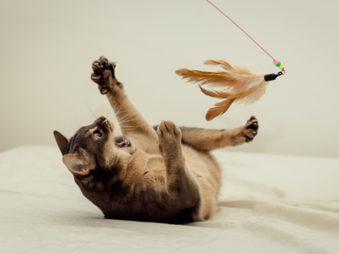 Understanding Your Cat’s Play Personality: Find the Perfect Toys for Every Type