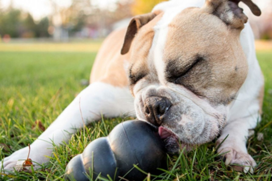 Best Toys for Destructive Dogs and Tough Chewers