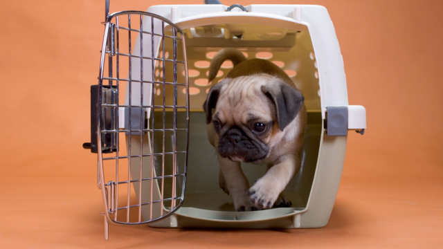 How To Travel With Pets On Air New Zealand: A Step By Step Guide