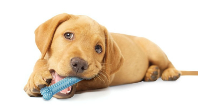 Nylabone Chews: Are They Safe For Every Dog?