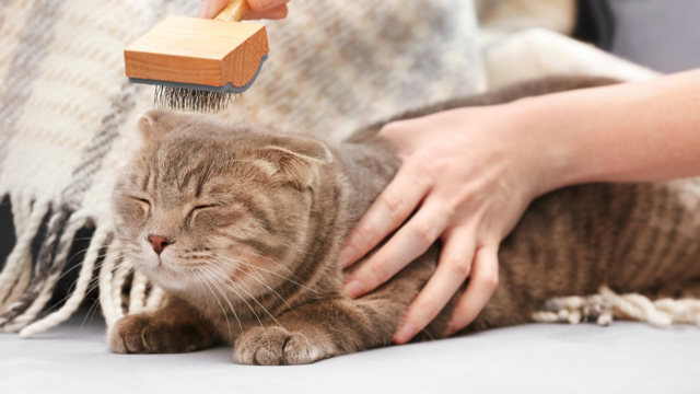 Cat Brushing Tips: How To Groom Your Cat At Home Without the Drama