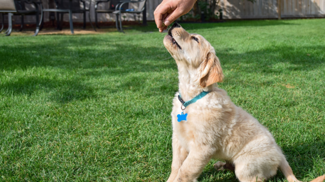 Best Puppy Training Treats in New Zealand (and Where to Buy Them Online)