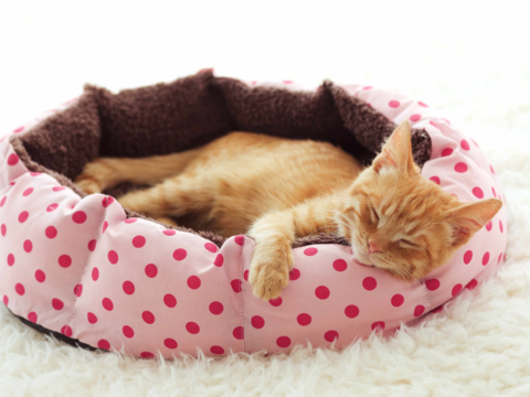 What Your Cat’s Sleeping Position Reveals About Their Mood