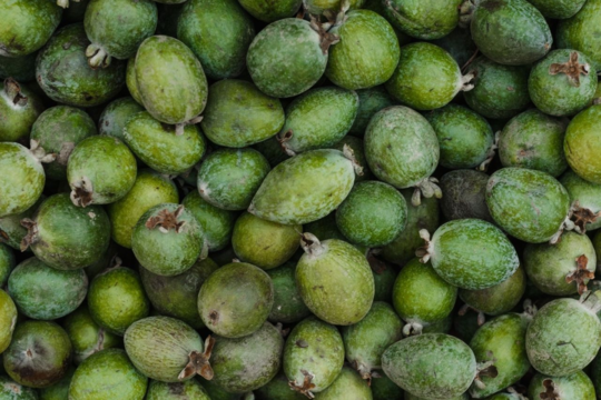 Can Dogs and Cats Eat Feijoas? What NZ Pet Owners Need to Know