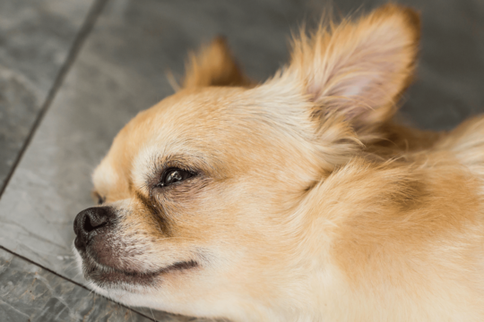 Why Is My Chihuahua Scratching So Much? Causes and What to Do