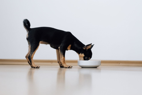 How Often Should I Feed My Chihuahua? Feeding Guide & Portions