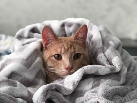 How to Help Your Rescue Cat Feel at Home: A Complete Guide