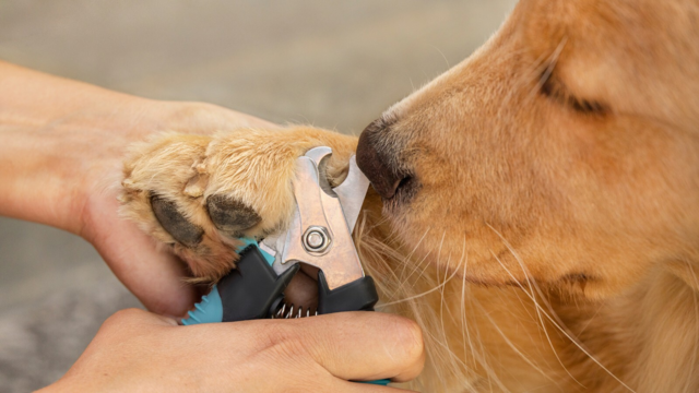 Dog Nail Grinder vs Clippers: Which Is Best for Your Dog?