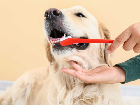 Dog Bad Breath: Causes, Prevention Tips & Best Products