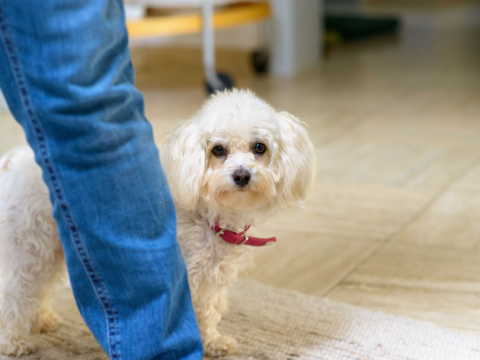 Top 7 Hypoallergenic Dog Breeds for Allergy-Friendly Kiwi Homes