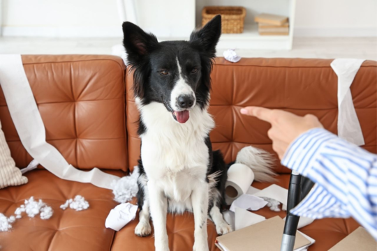 5 Signs Your Dog Needs More Mental Stimulation and How to Help