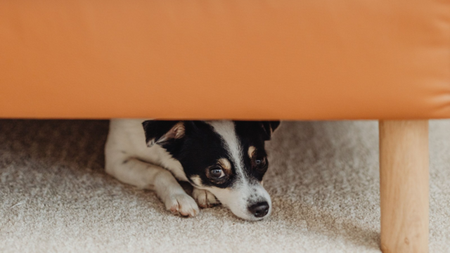 When Your Dog Won’t Go Outside During Fireworks: Walks and Toilet Breaks