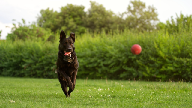 Dog Ball Sizes Explained: Small, Medium & Large Balls