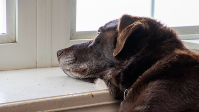 Hearing and Vision Loss in Senior Dogs and Cats