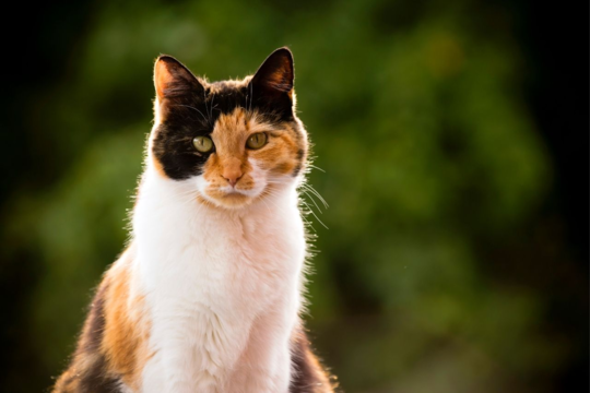 When Is a Cat Considered Senior? Understanding Feline Life Stages