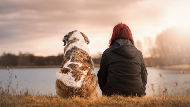 Sustainable Pet Products NZ: Eco-Friendly Choices for Conscious Pet Parents