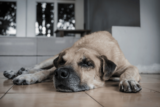 Night-Time Pacing and Restlessness in Older Dogs: What It Could Mean