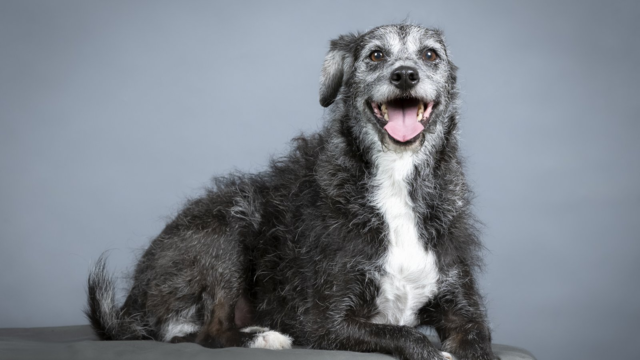 Brain-Boosting Foods for Senior Dogs