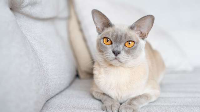 Burmese Cat Care: Personality, Grooming, Feeding & Play