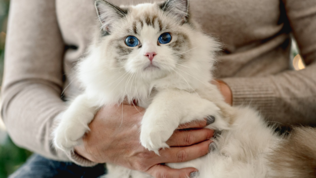 How to Train a Ragdoll Cat: Enrichment and Manners