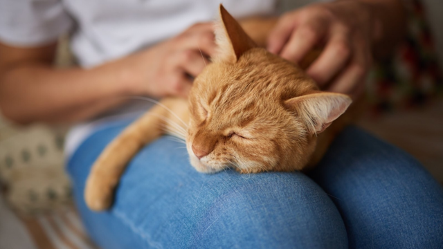 Why Senior Cats Get More Affectionate as They Age