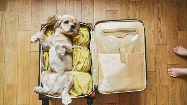 Petdirect Turns Six: Win a $2,500 Pet Friendly Staycation