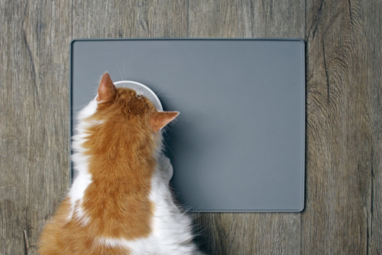 Is My Cat Overweight? Signs, Causes and Safe Weight Loss Tips