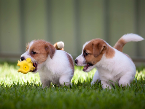 Top 10 Must-Have Puppy Toys for New Pet Parents