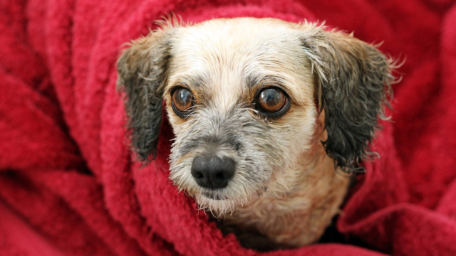 How to Bathe an Older Dog Safely and Comfortably at Home