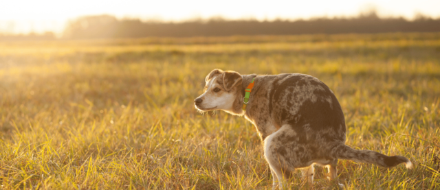 Why Do Dogs Stare at You When They Poop? the Real Reason Behind the Look