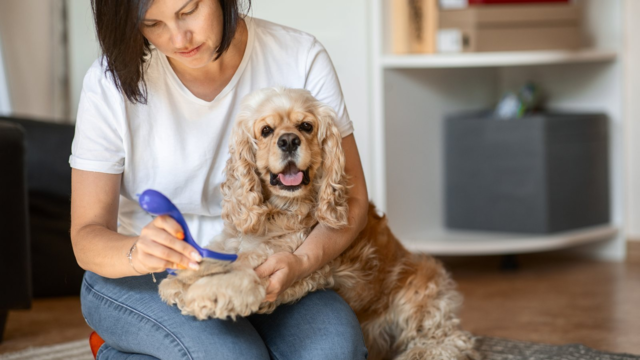 How to Groom a Cocker Spaniel at Home