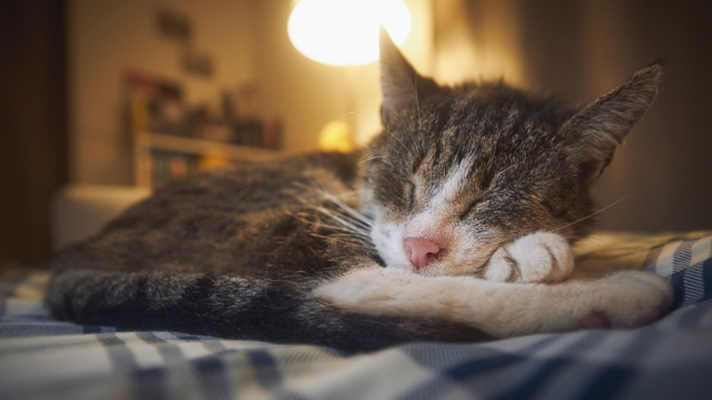 Creating a Calm Evening Routine for Your Older Cat