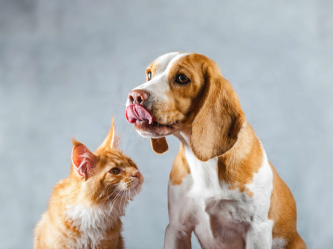 10 Clear Signs Your Pets Are Getting Along and Building a Bond
