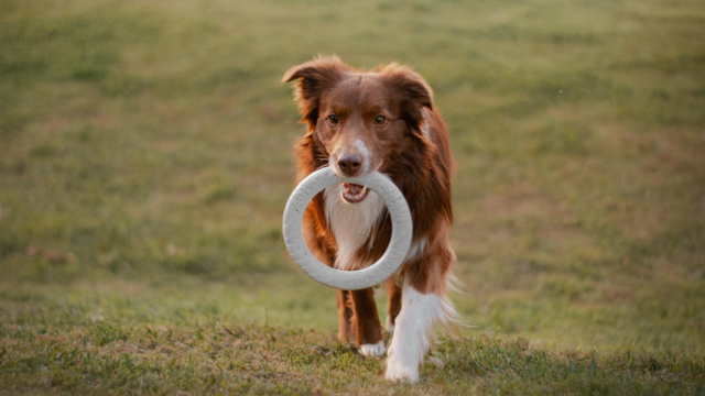 Top Interactive Dog Toys for Working Breeds in NZ