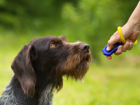 Dog Training Tips: How to Use Treats Effectively for Positive Reinforcement