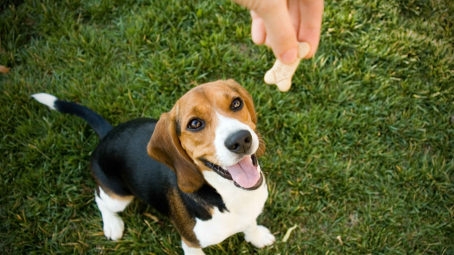 Natural Pet Treats Made in NZ: Healthy, Additive-Free Picks Pets Love