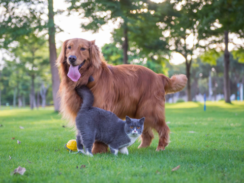 Spring Allergies in Dogs and Cats: Signs, Causes & Relief Tips
