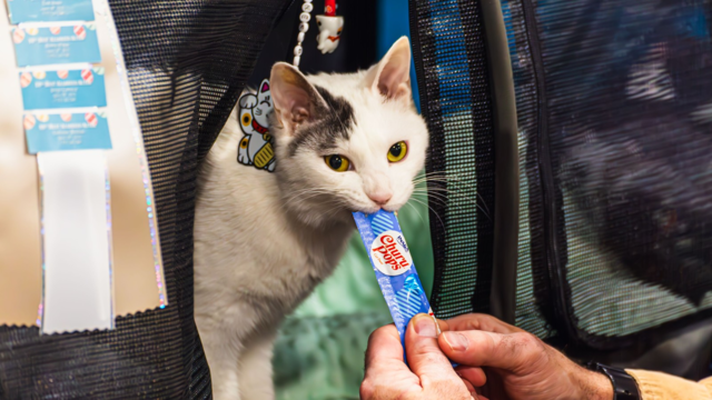 Senior Cat Carrier Setup for Comfortable Vet Trips