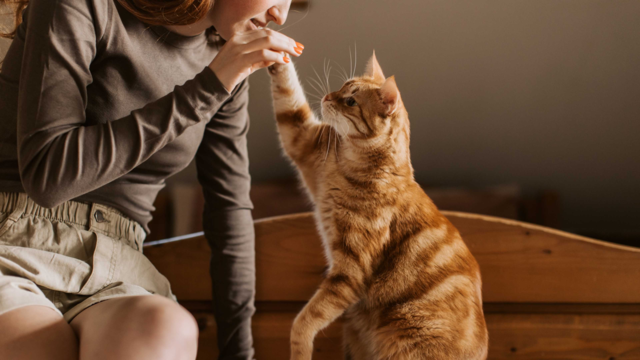 How to Keep Senior Cats Active: Enrichment, Nutrition & Play Tips