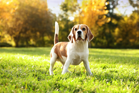 What Weight Should My Beagle Be: Ideal Range, Health Tips, and Maintenance