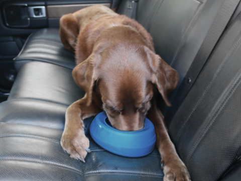 Travelling With Pets: Keeping Them Cool & Hydrated on the Road
